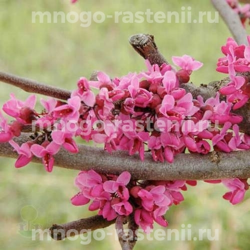 Саженцы церцисса Мерло