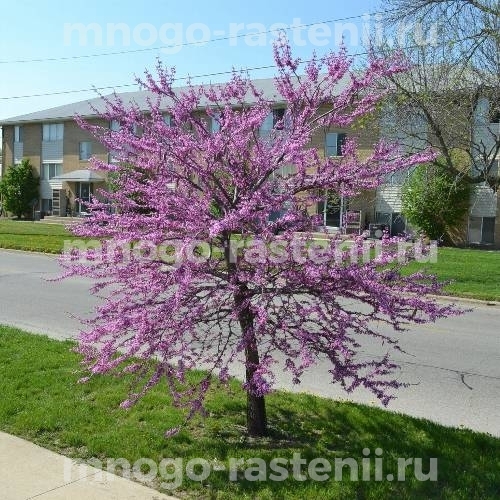 Саженцы церцисса Литтл Вуди