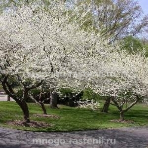 Церцисс Роял Вайт