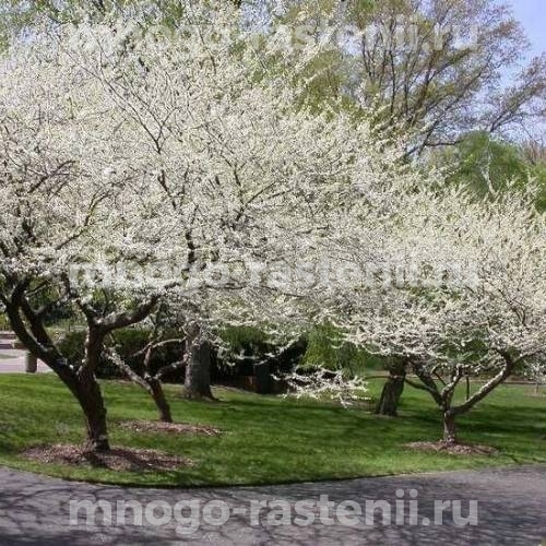 Саженцы церцисса Роял Вайт