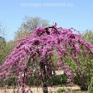 Церцисс Лавендер Твист