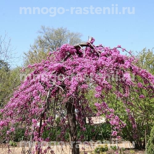 Саженцы церцисса Лавендер Твист
