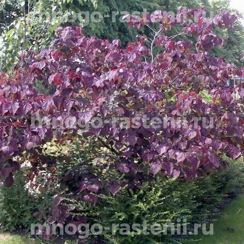Саженцы церцисса Forest Pansy