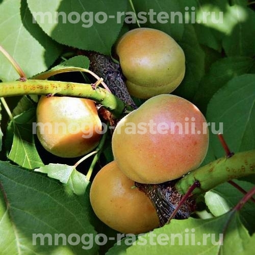 Саженцы абрикоса  Княгинин