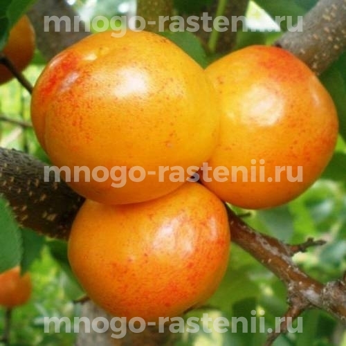 Саженцы абрикоса Примарис