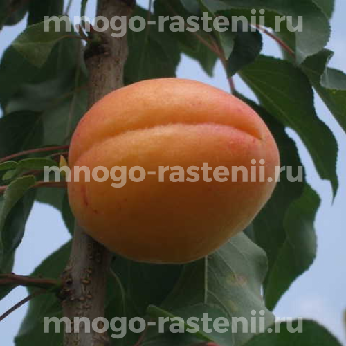 Саженцы абрикоса Примарис