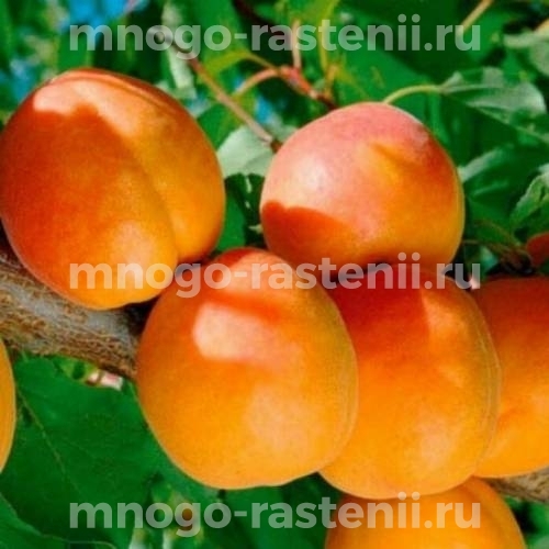 Саженцы абрикоса Веллингтон