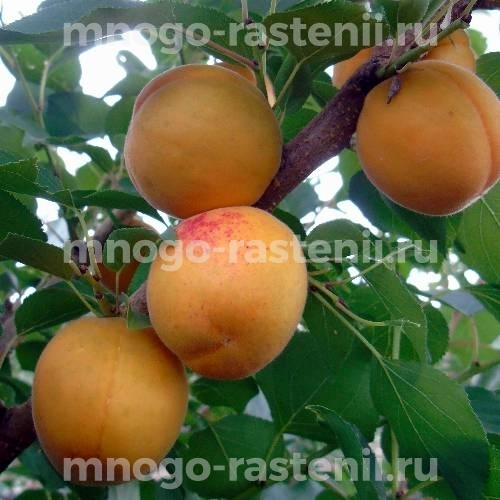 Саженцы абрикоса Чемальский