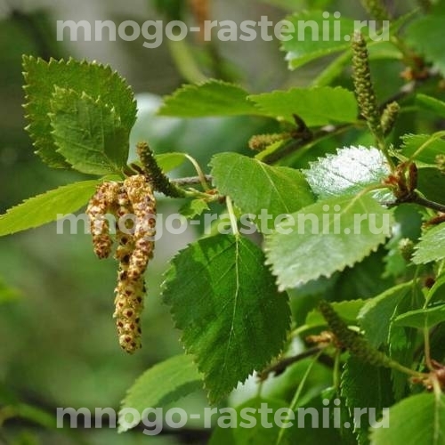 Саженцы березы пушистой "Premium" (Betulaceae)