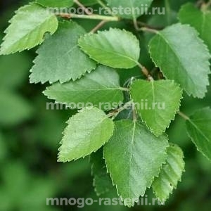 Береза пушистая "Premium" (Betulaceae)
