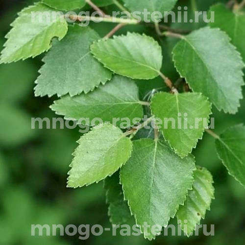 Саженцы березы пушистой "Premium" (Betulaceae)