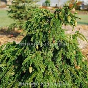 Ель обыкновенная Picea "Premium"