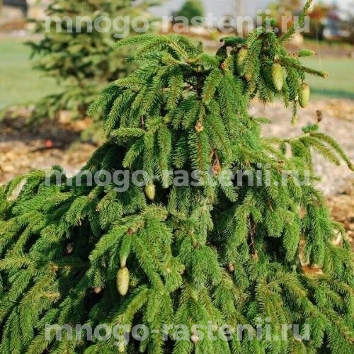 Саженцы Ели обыкновенной Picea "Premium" 