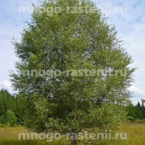 Саженцы березы пушистой "Premium" (Betulaceae)