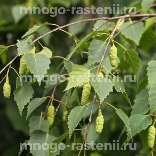 Саженцы березы пушистой "Premium" (Betulaceae)