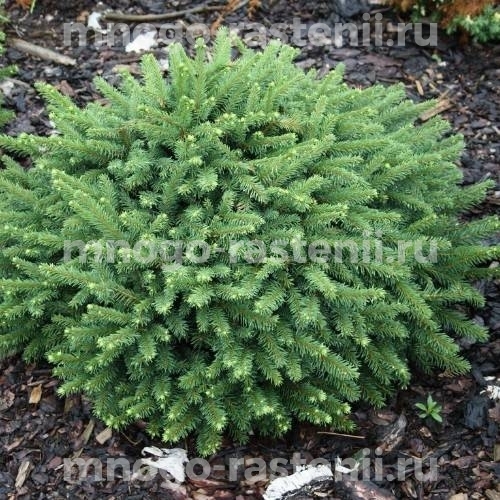 Саженцы Ели обыкновенной Picea "Premium" 