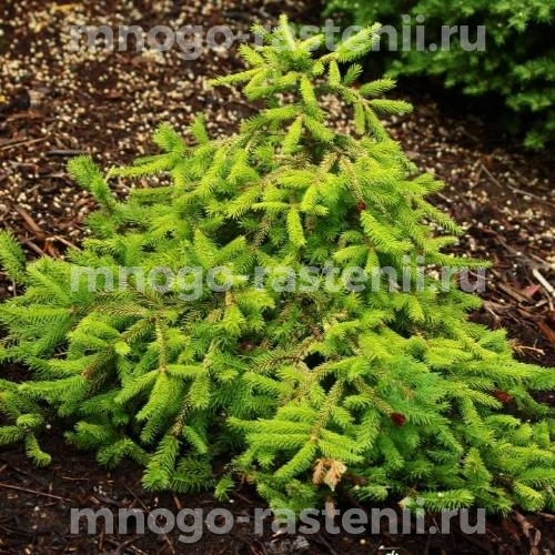 Саженцы Ели обыкновенной Picea "Premium" 