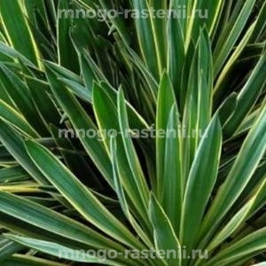 Юкка Алоэлистная (Aloifolia) 