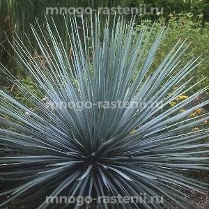 Юкка Сизая (Glauca ) 