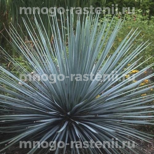 Саженцы юкки Сизой (Glauca)