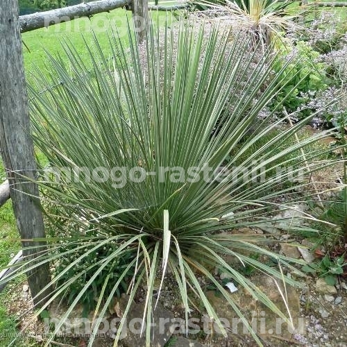 Саженцы юкки Сизой (Glauca)