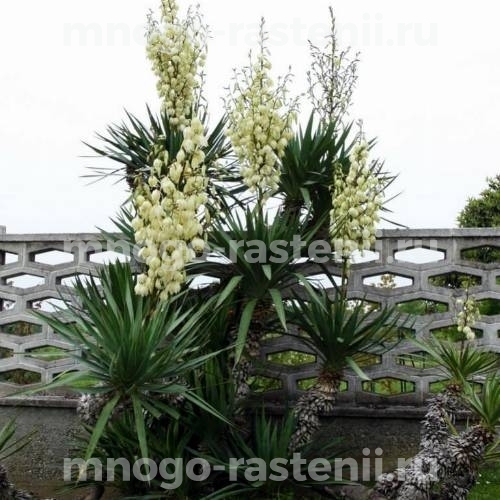 Саженцы юкки Gloriosa (Variegata)