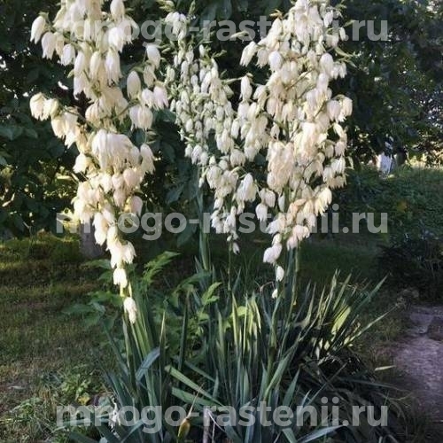 Саженцы юкки Голд Харт (Gold Heart) 