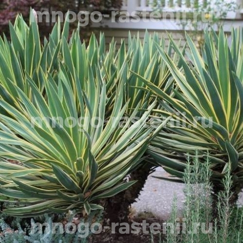 Саженцы юкки Gloriosa (Variegata)
