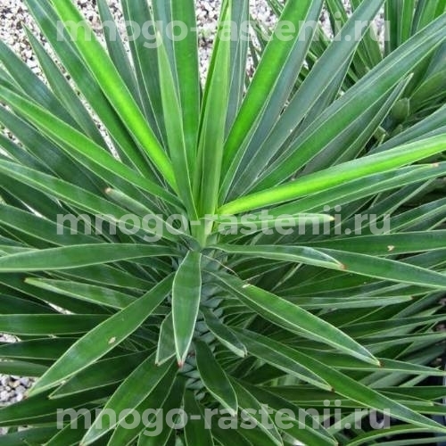 Саженцы юкки Алоэлистной (Aloifolia)  