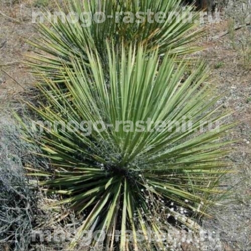 Саженцы юкки Сизой (Glauca)