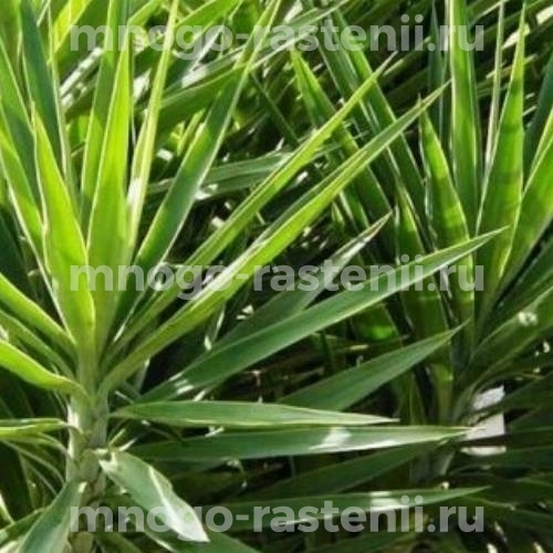 Саженцы юкки Алоэлистной (Aloifolia)  