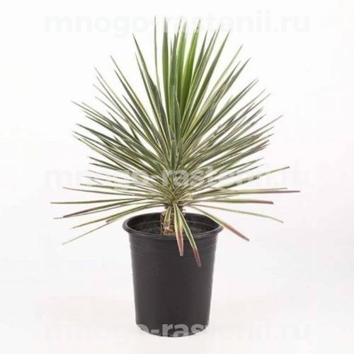 Саженцы юкки Алоэлистной (Aloifolia)  
