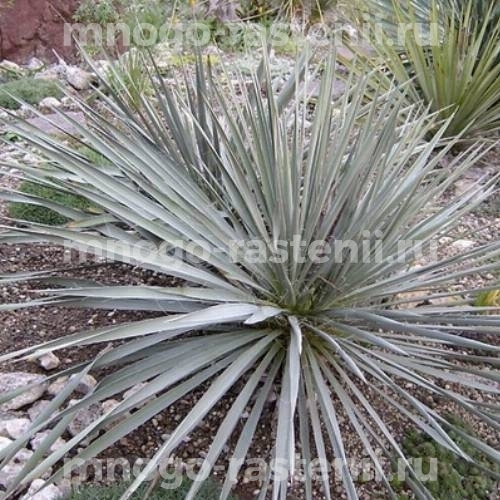 Саженцы юкки Сизой (Glauca)