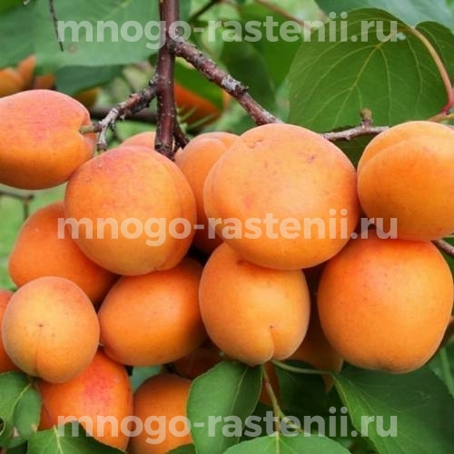 Саженцы абрикоса Лефко