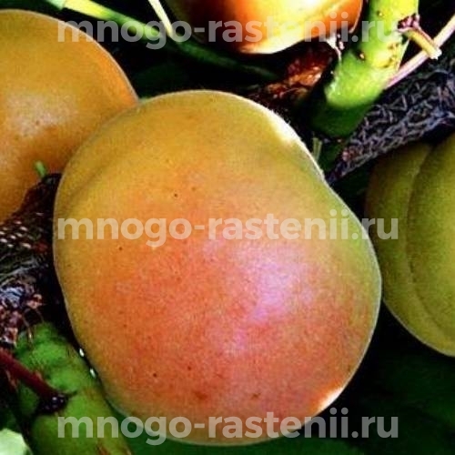 Саженцы абрикоса  Княгинин