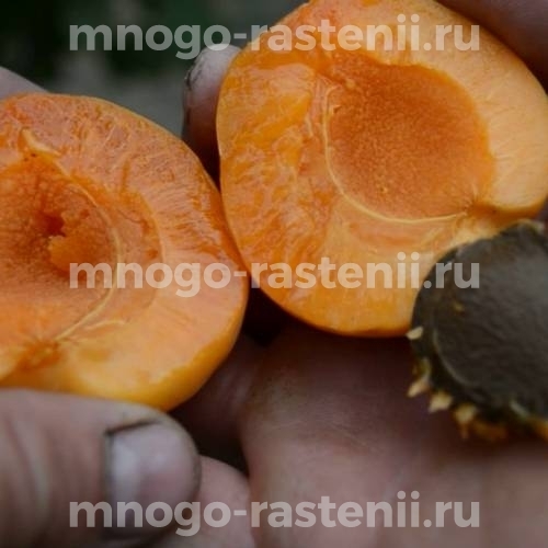 Саженцы абрикоса Сатисфекшн