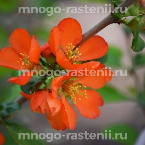 Саженцы айвы Маулея