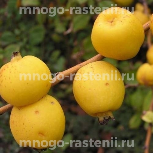 Саженцы айвы Студентка