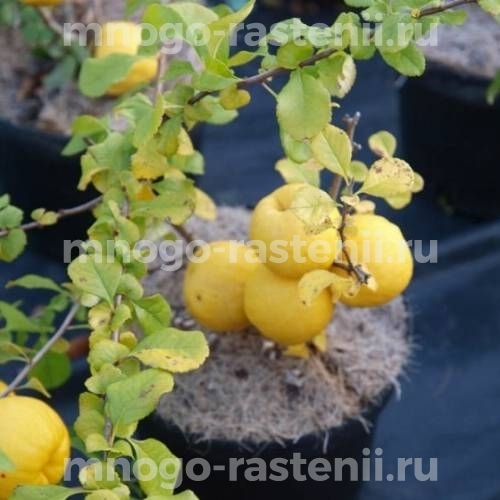 Саженцы айвы Сидо