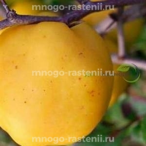 Айва Янтарная