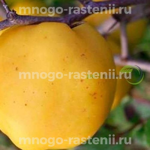 Саженцы айвы Янтарная