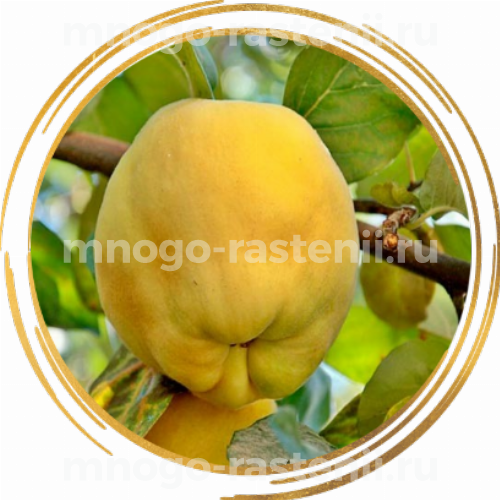 Саженцы айвы Янтарная