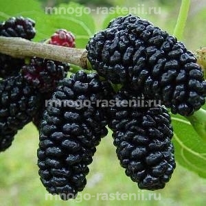 Шелковица Королевская черная