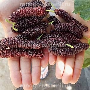 Шелковица Пакистанская