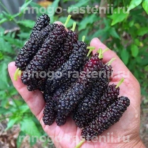 Саженцы шелковицы Пакистанская