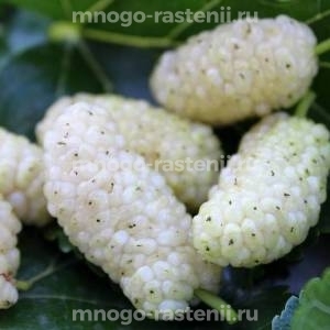 Шелковица Королевская белая