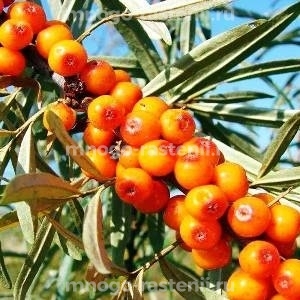 Облепиха Любимая