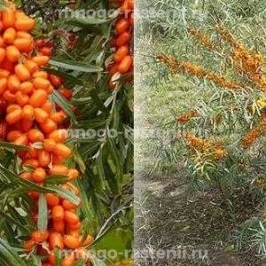 Облепиха Иня