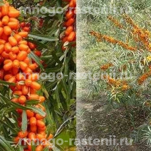 Саженцы облепихи Иня 