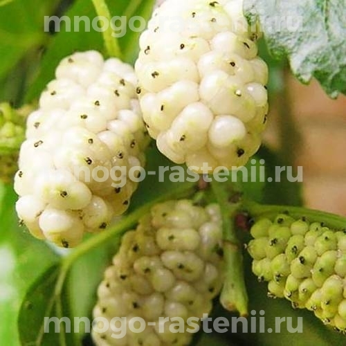Саженцы шелковицы Королевская белая